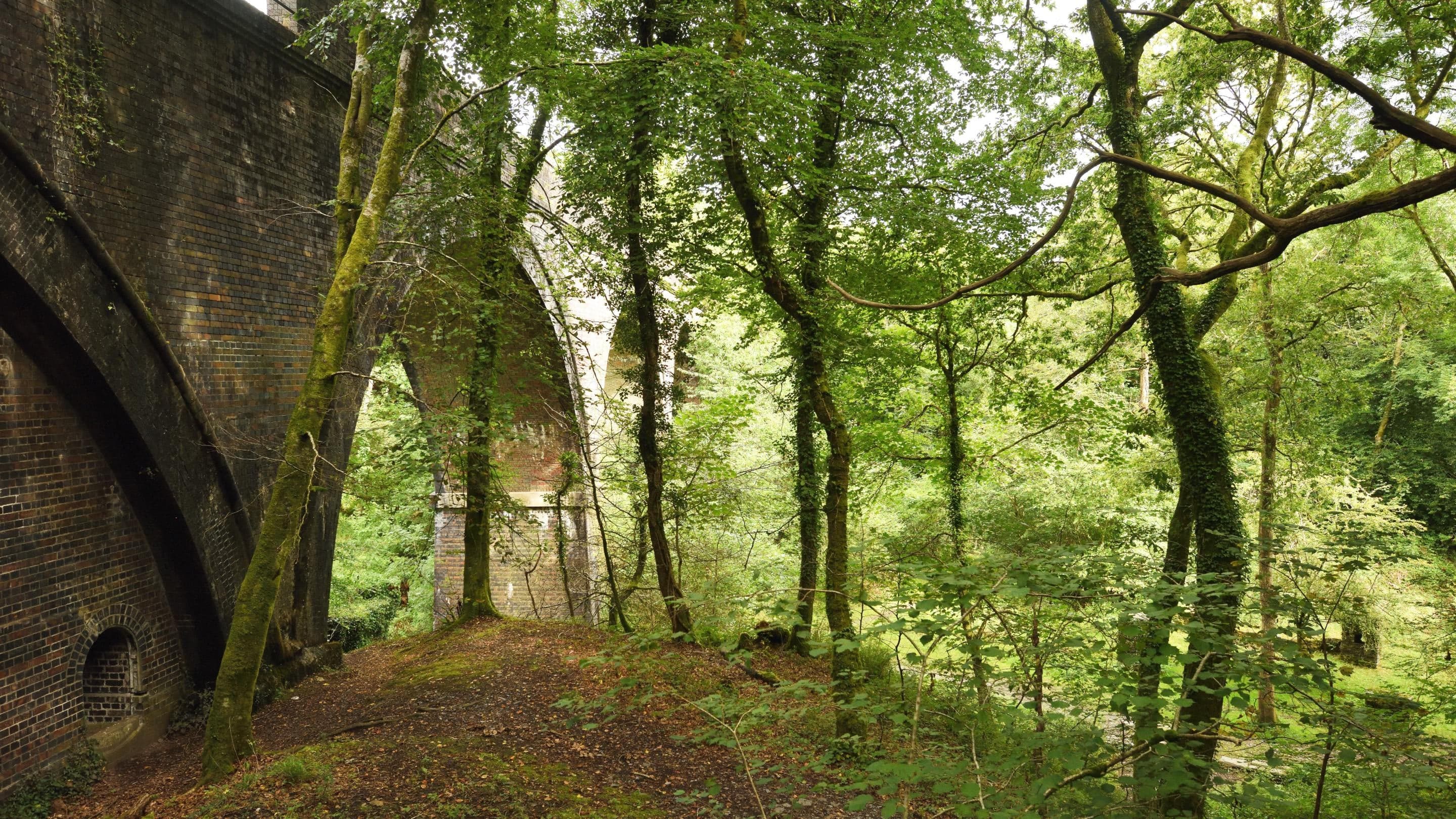 Plymbridge Woods