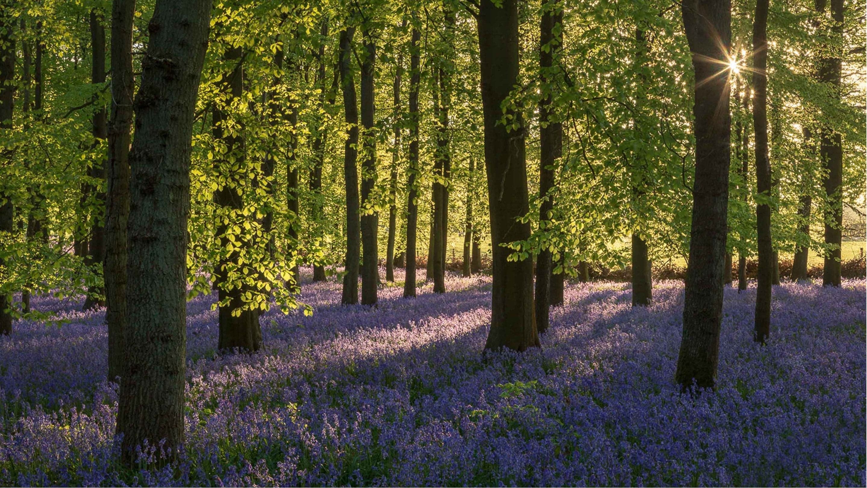 Ashridge Estate