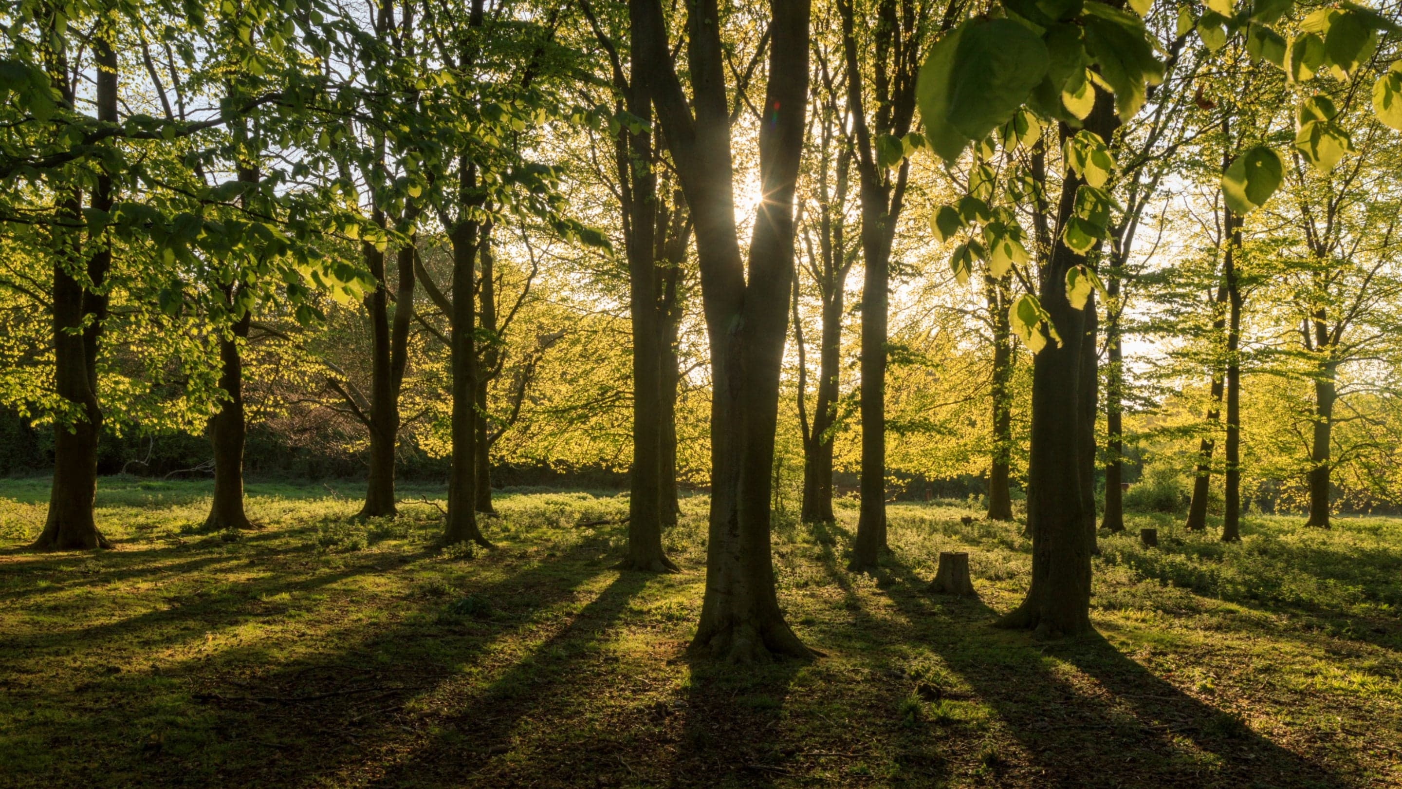 Hatfield Forest