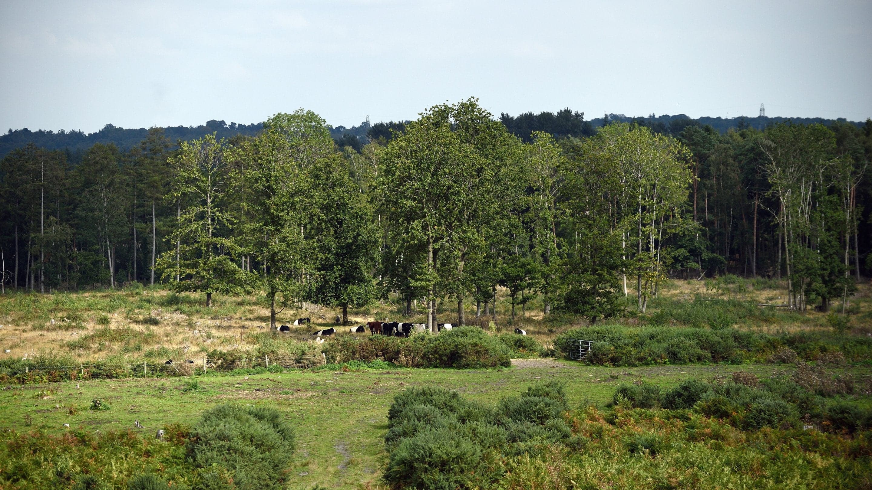 Foxbury