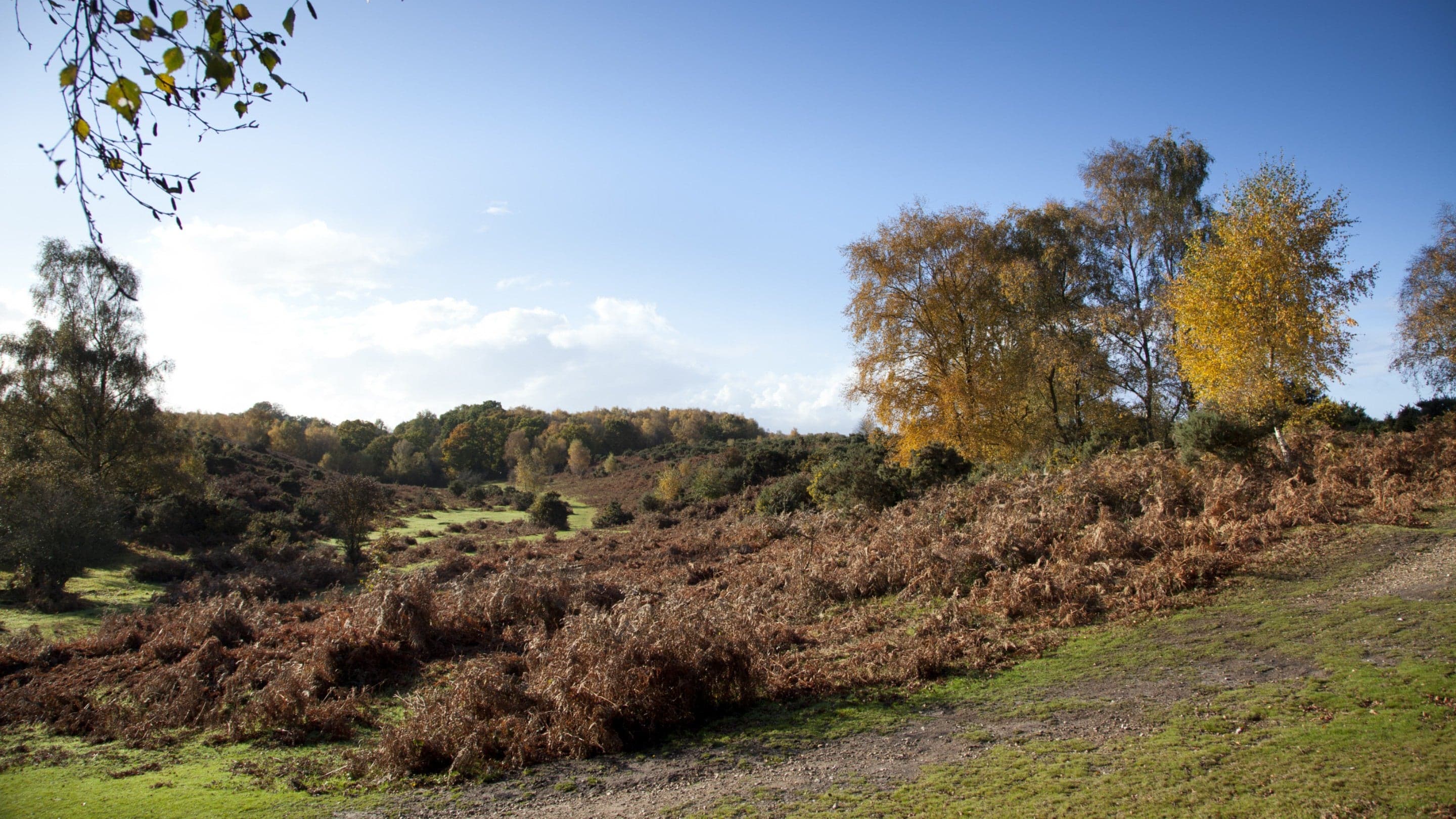 New Forest Northern Commons