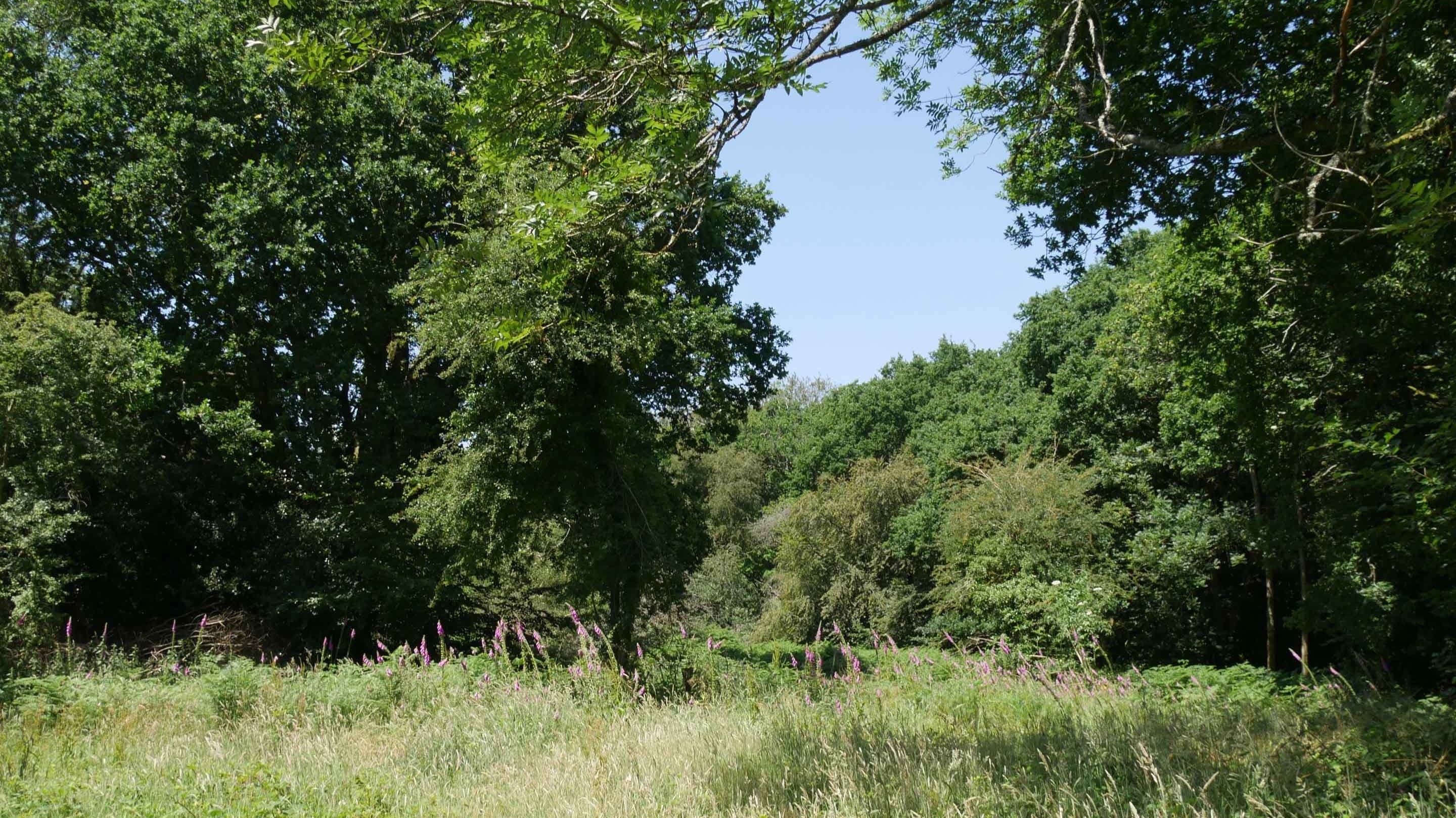Selborne Common