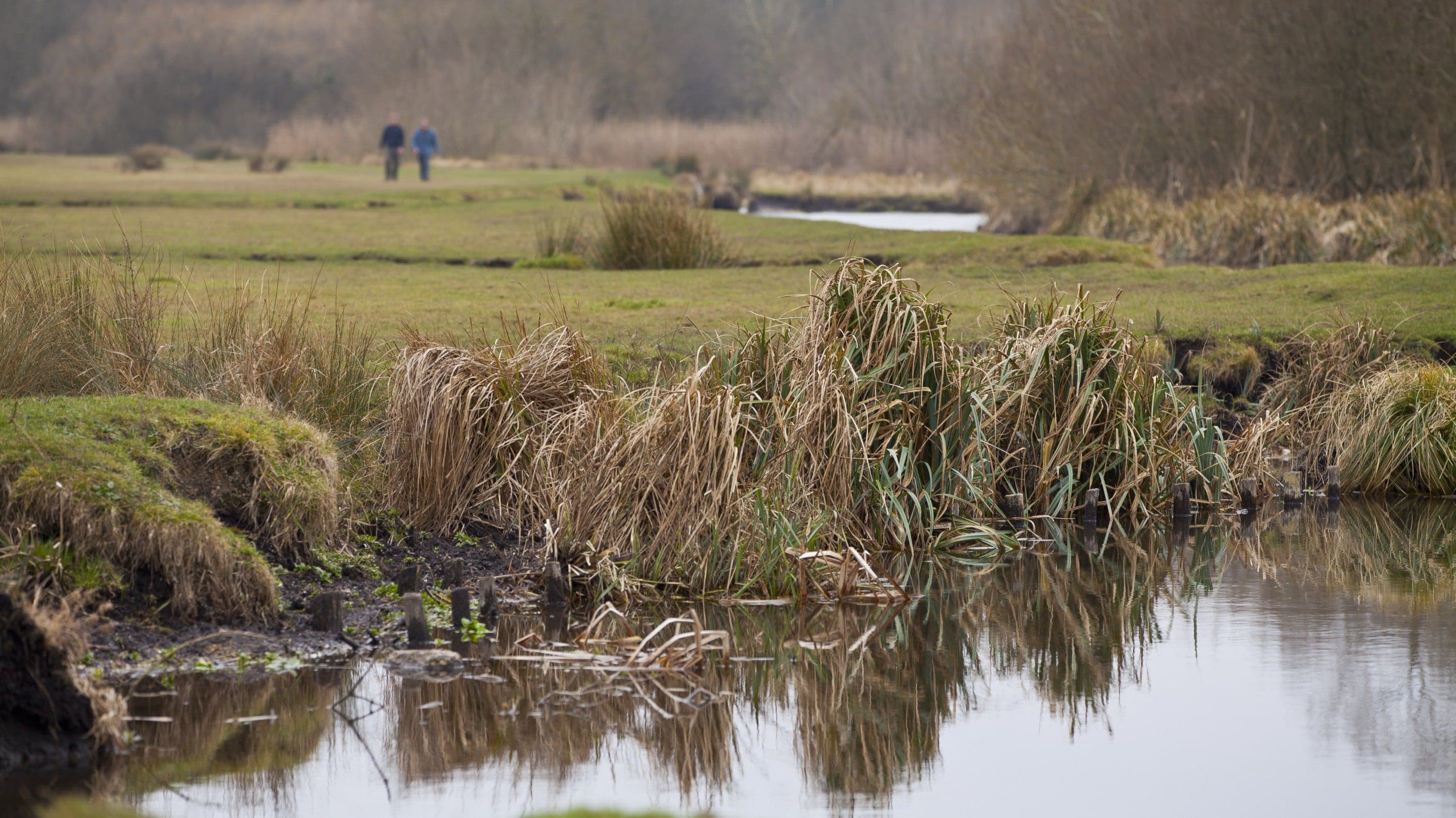 Stockbridge Marsh