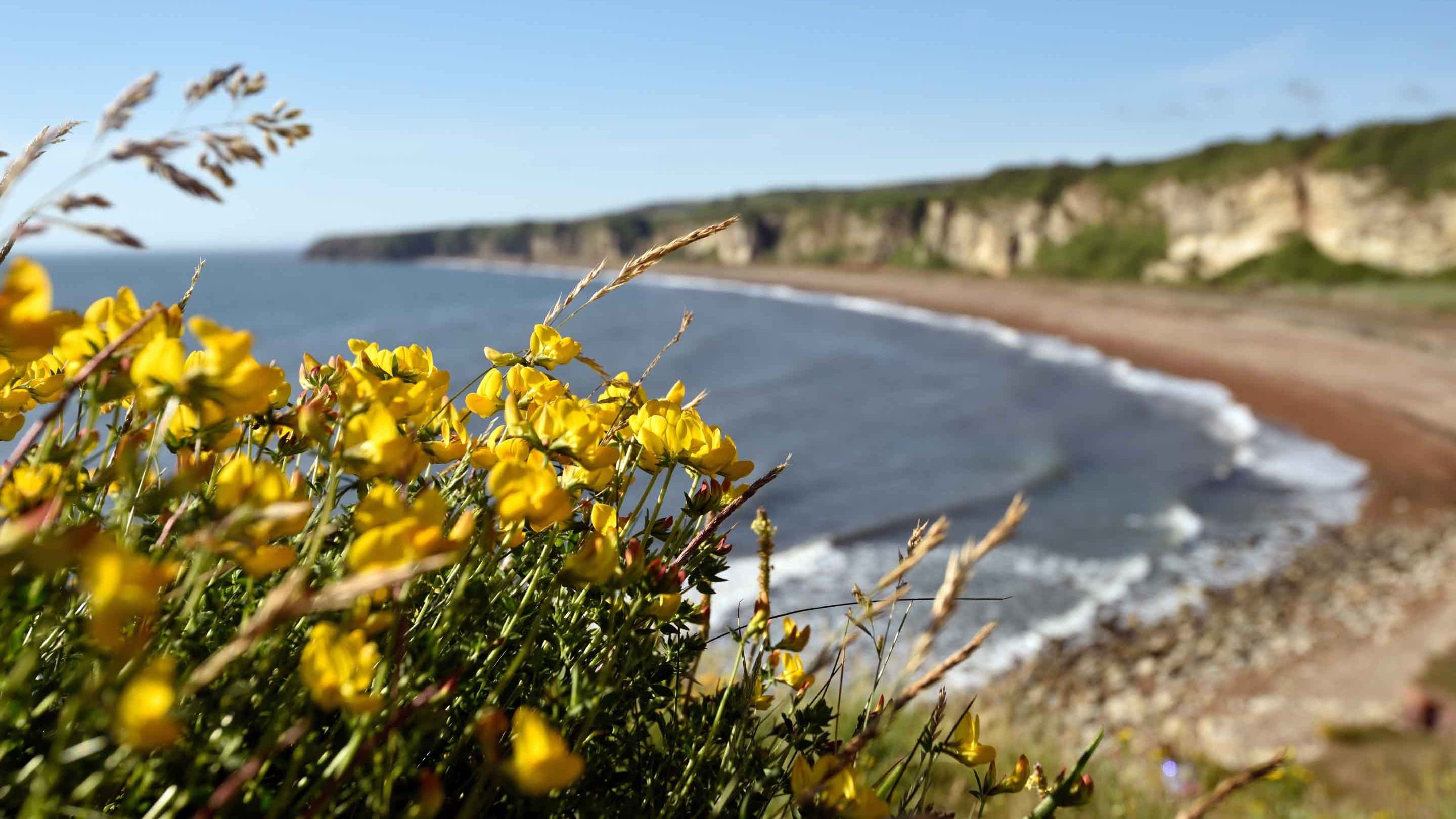 Durham Coast