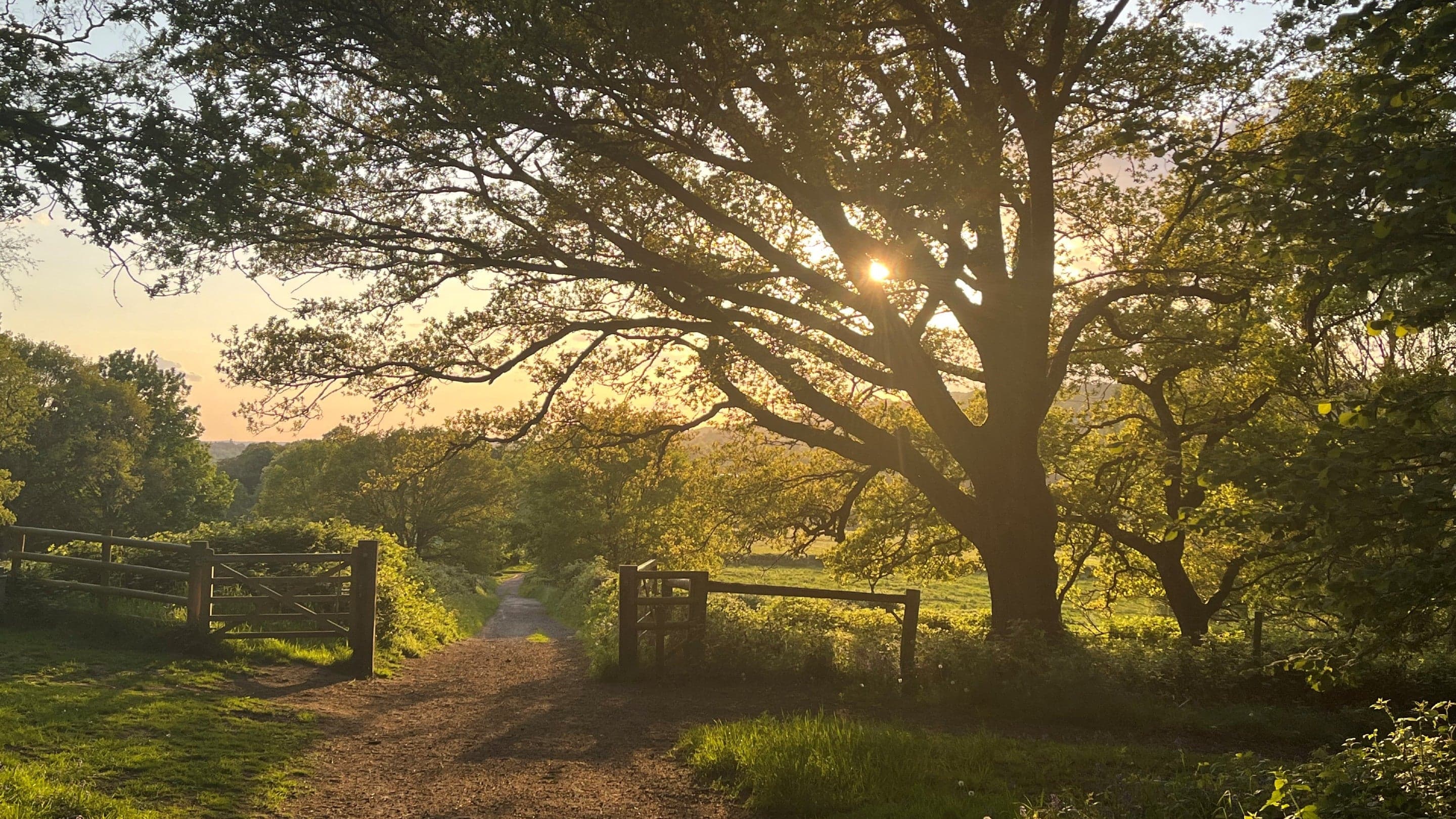 Abinger Roughs and Netley Park