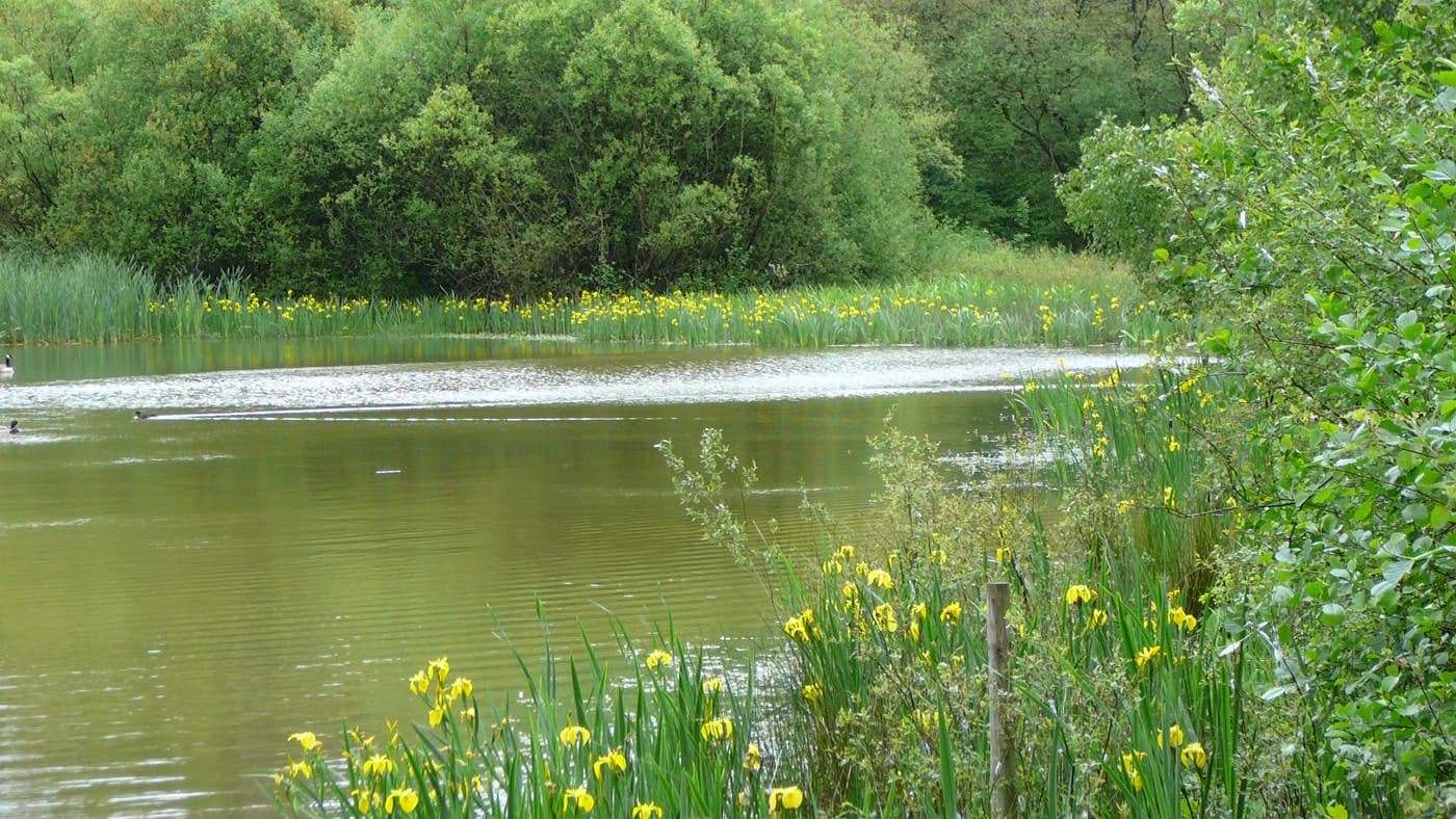 Bookham Commons