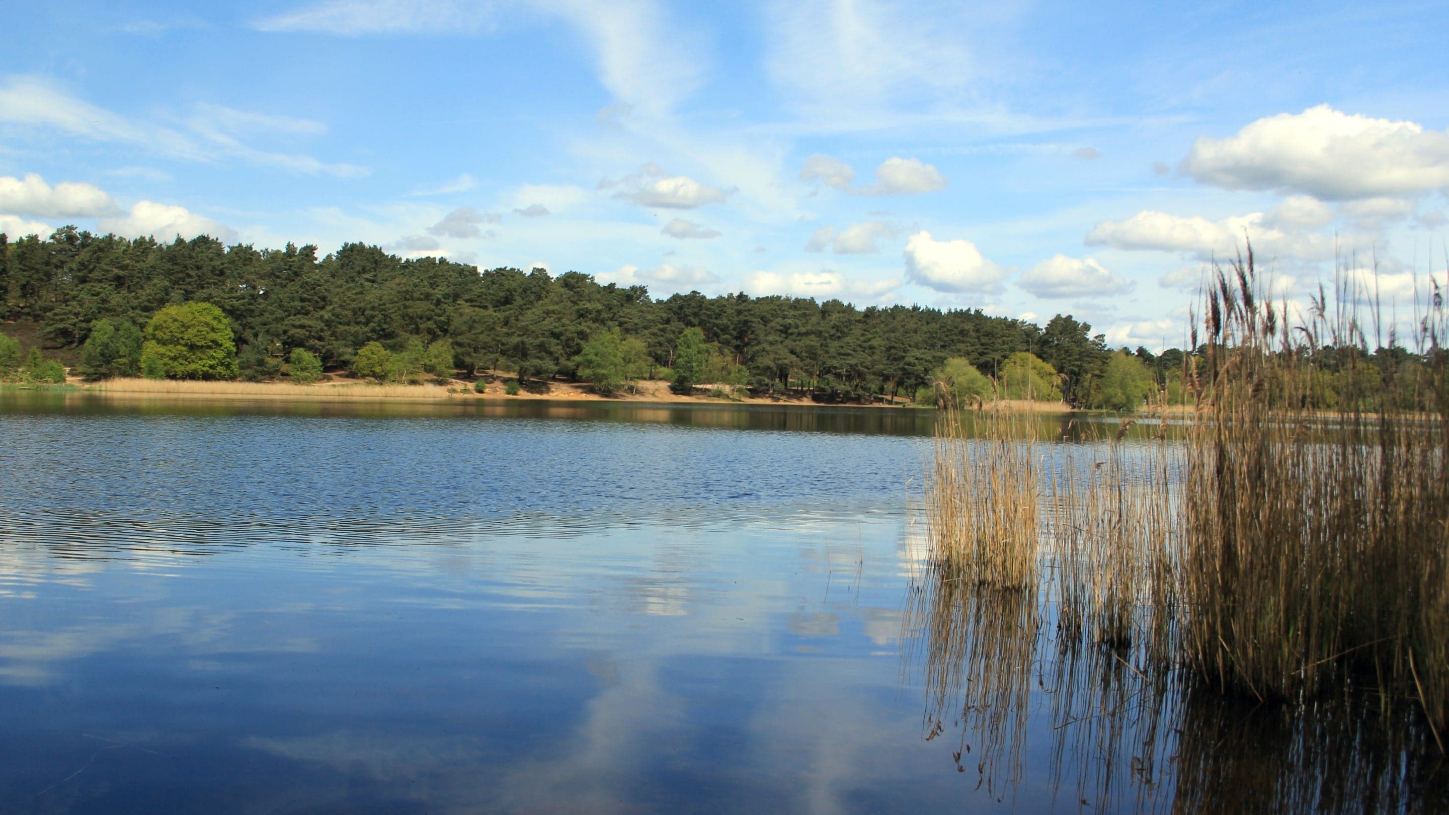 Frensham Little Pond