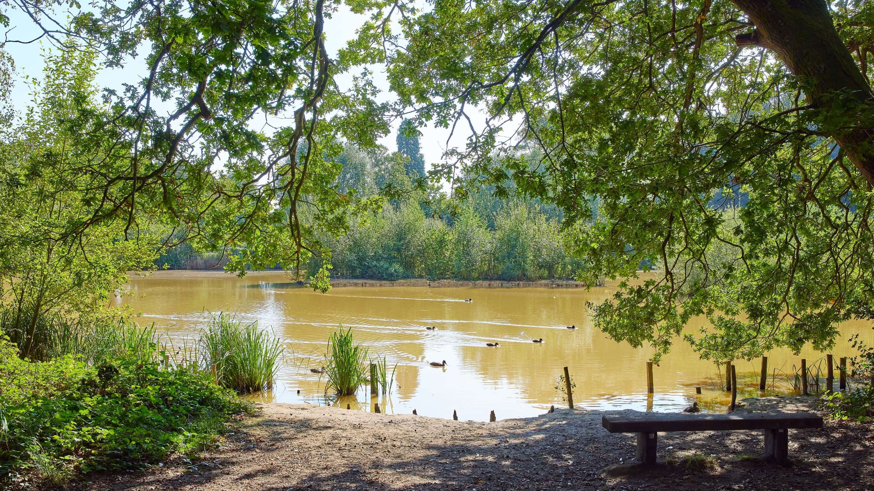 Holmwood Common