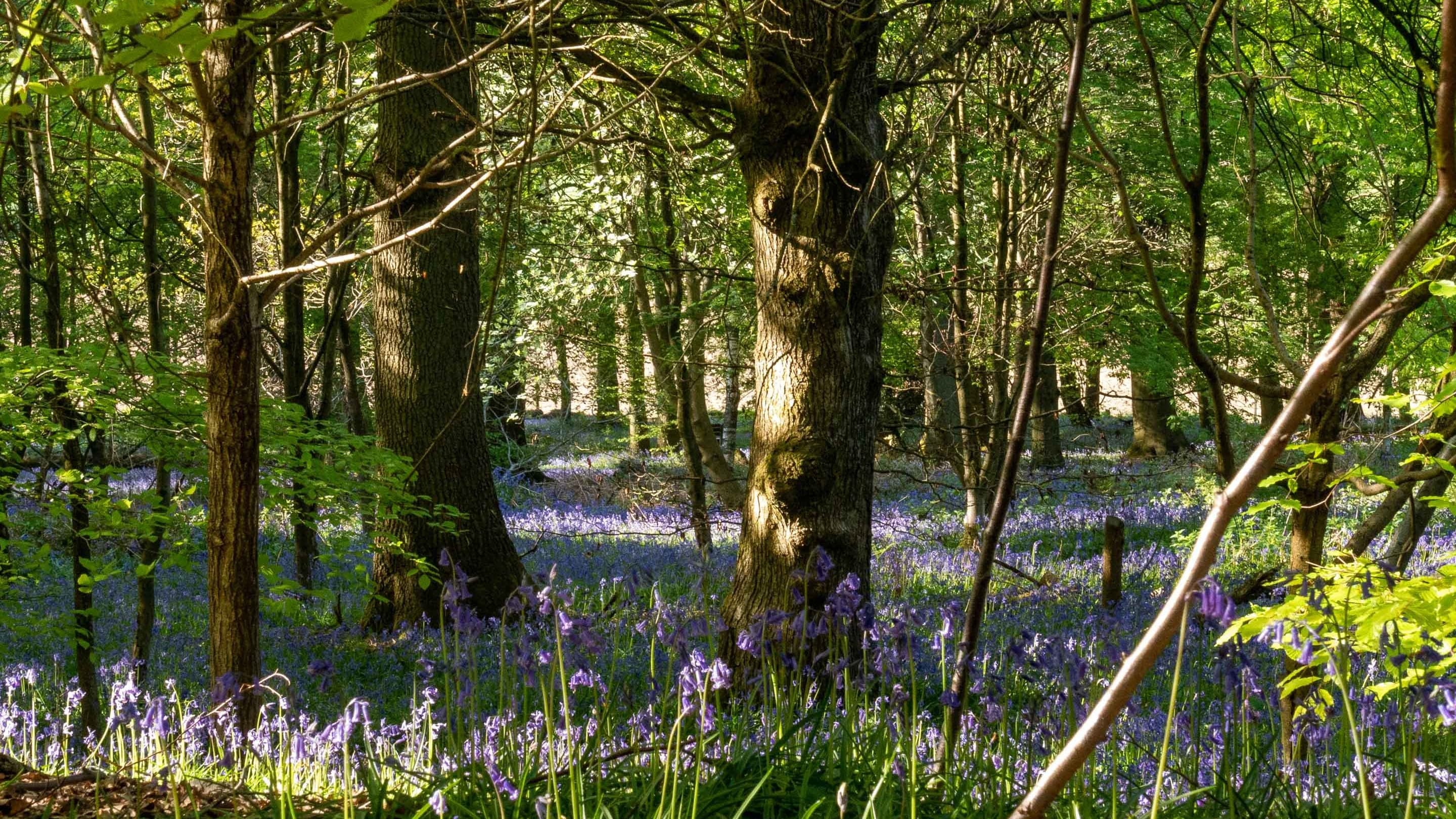 Limpsfield Common
