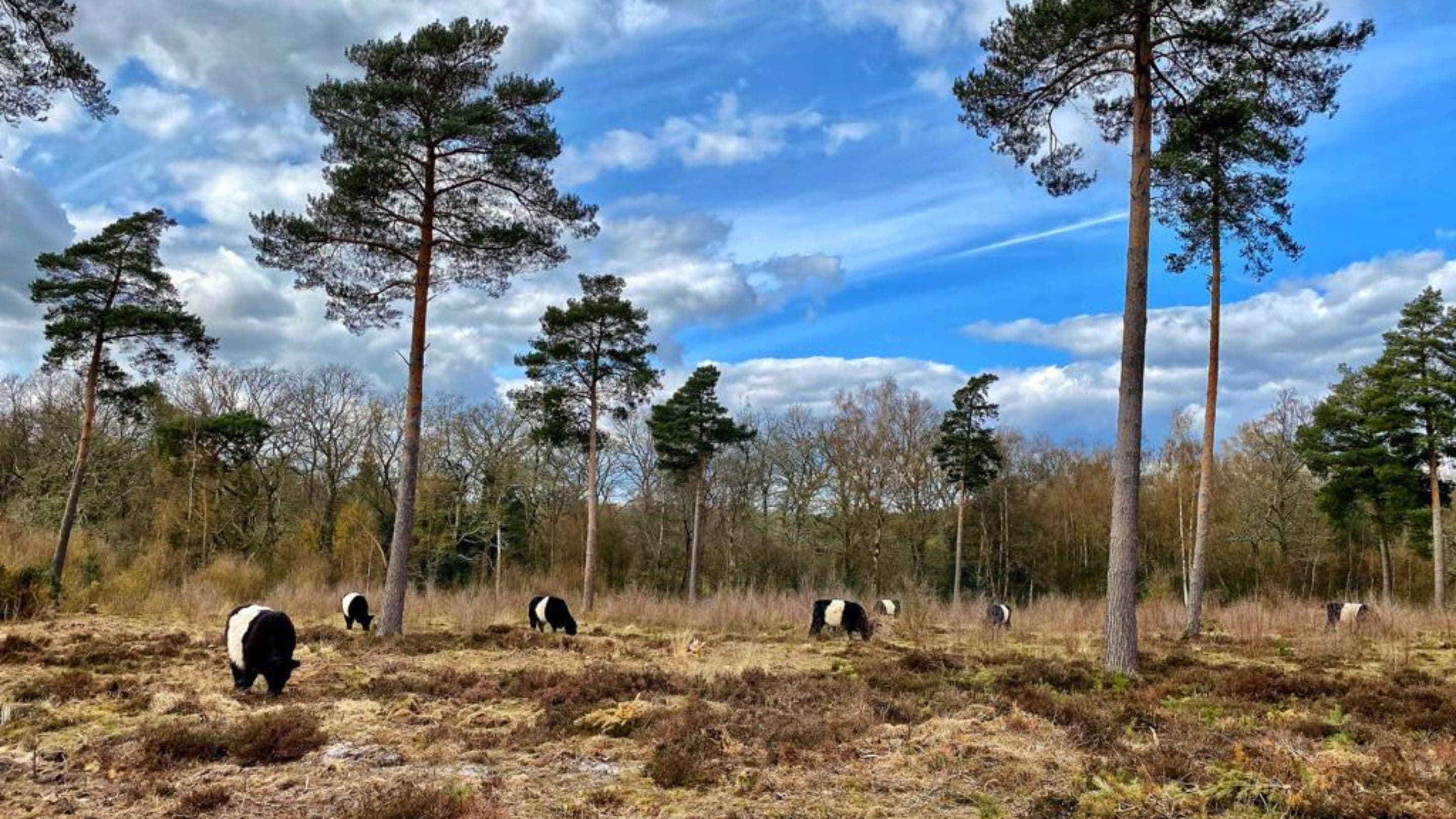 Lavington Common