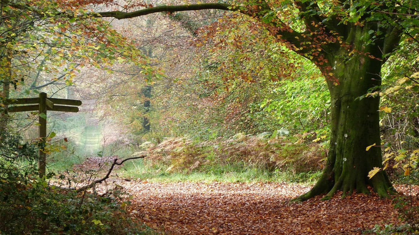 Slindon Estate