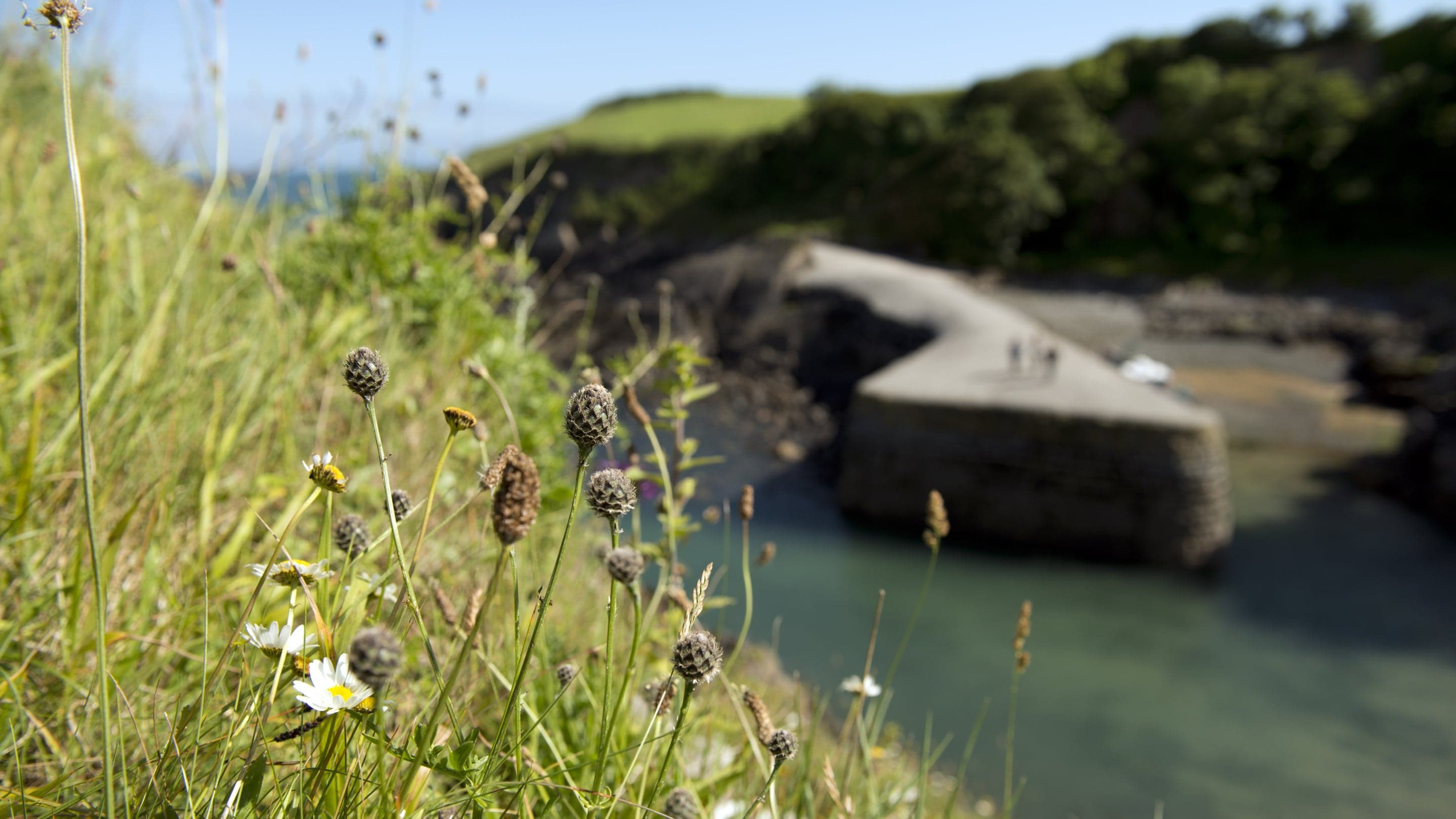 Stackpole Quay