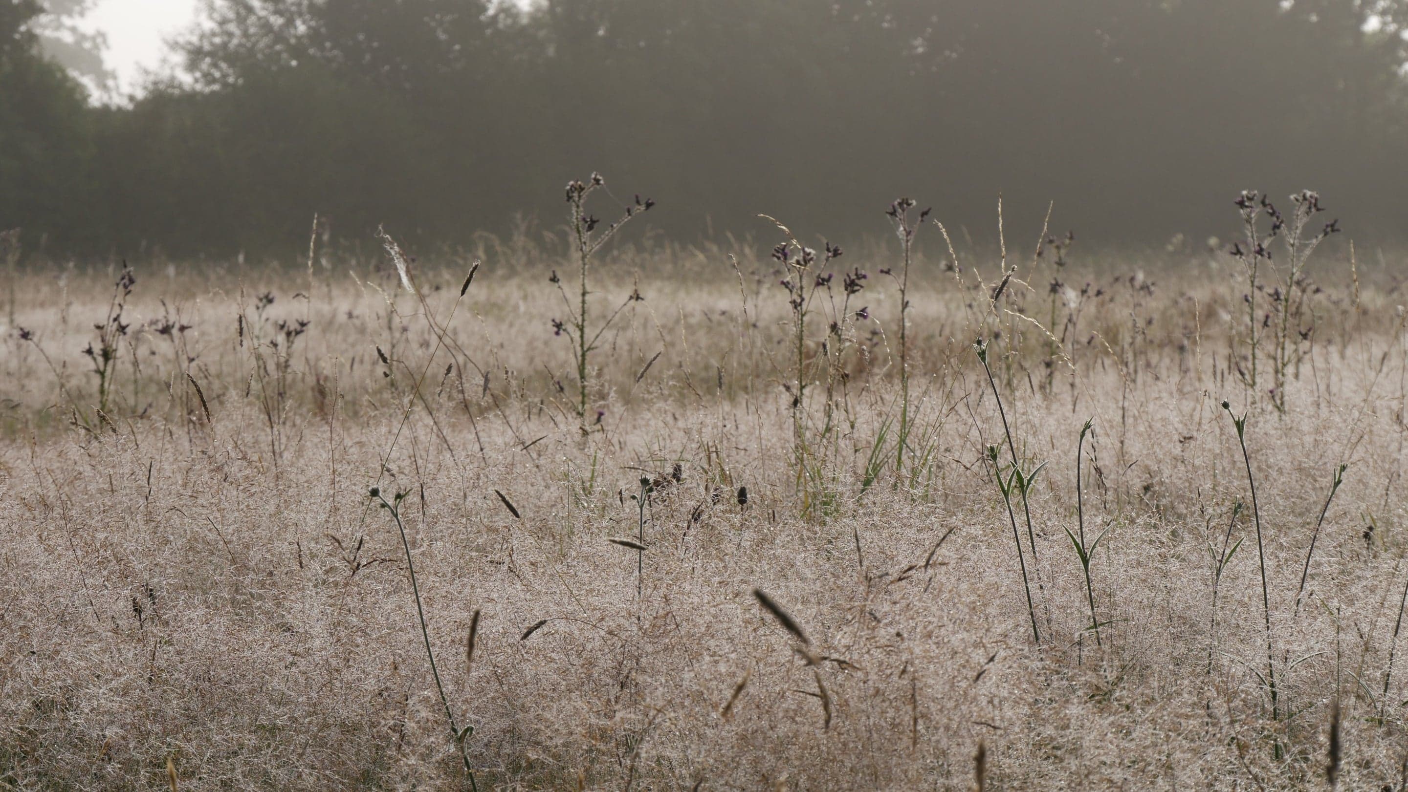 Sutton Lane Meadows